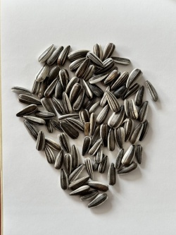 Small Striped Sunflower Seed